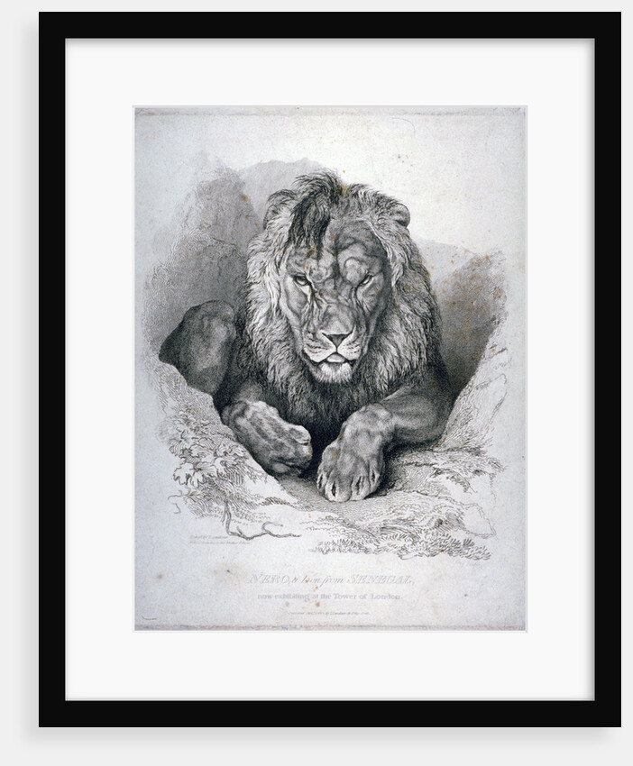 Nero, a lion from Senegal, now exhibiting in the Tower of London by Edwin Henry Landseer