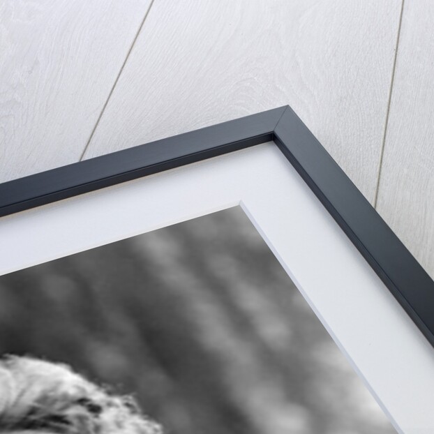 Greta Garbo by Unknown