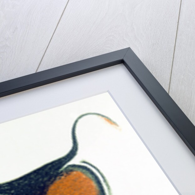 Bison, copy of a Palaeolithic cave painting at Altamira, northern Spain, 1913 by Unknown