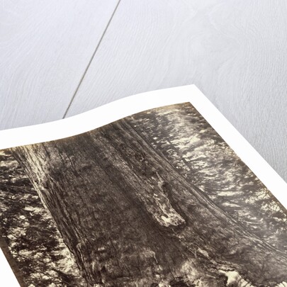 Base of the Grizzly Giant, Giant Sequoia tree, Yosemite, California, 1868 by Carleton Emmons Watkins