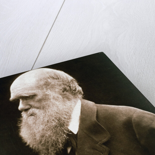 Charles Darwin, British naturalist, c1870s by Julia Margaret Cameron