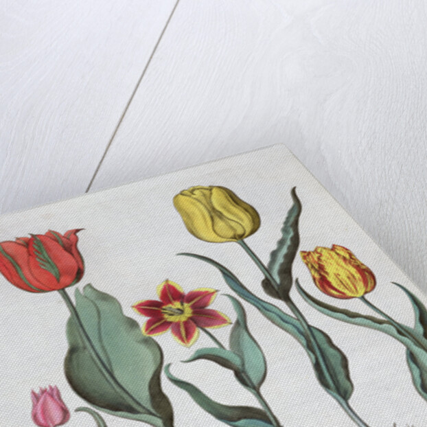 Tulips, 1613 by Unknown