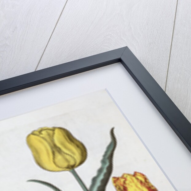 Tulips, 1613 by Unknown