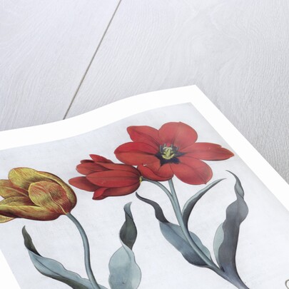 Tulips, 1613 by Unknown