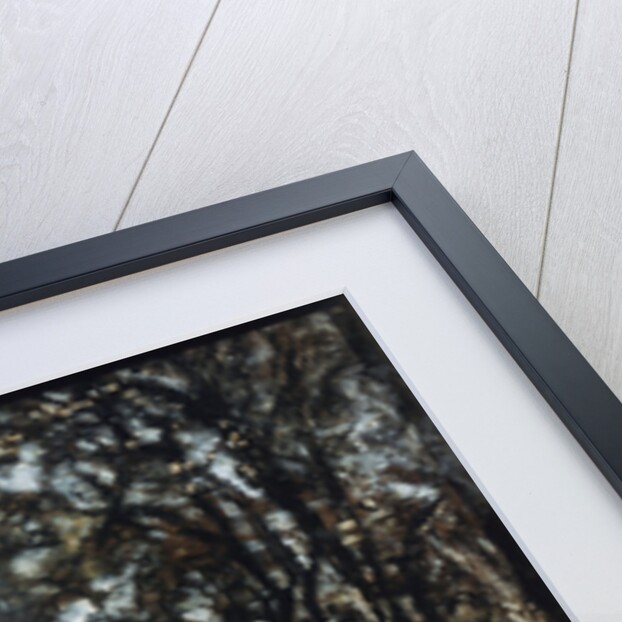 Landscape. Fontainebleau, 19th century. by Adolphe Monticelli