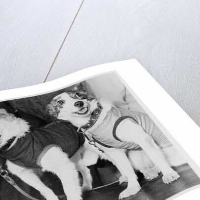 Belka and Strelka, Russian cosmonaut dogs, 1960 by Unknown
