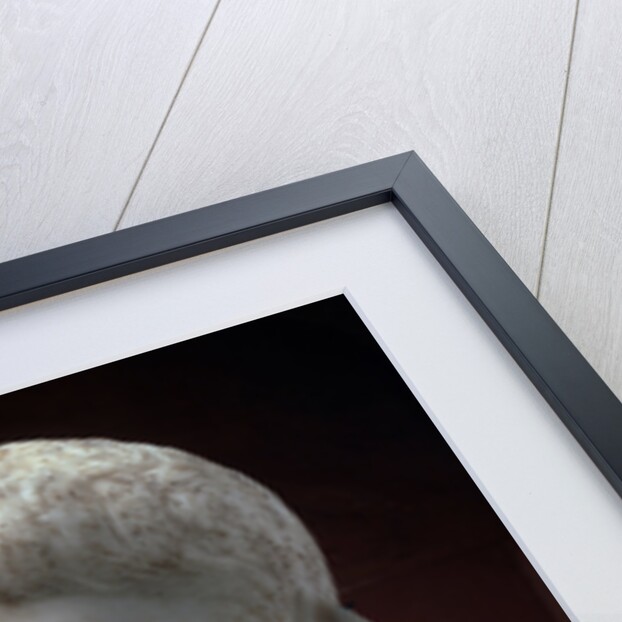 Marble portrait bust of Gaius Julius Caesar, 1st half of 1st century by Unknown