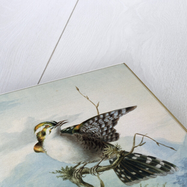 A Little Bird, 1798 by Georgius Jacobus Johannes van Os