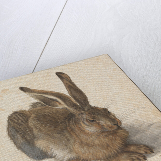 Hare, 1502 by Albrecht Dürer