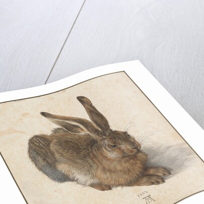 Hare, 1502 by Albrecht Dürer