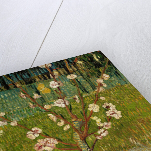 Almond tree in blossom, 1888 by Vincent van Gogh