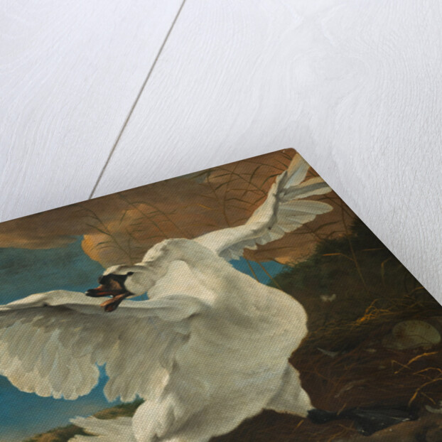 The Threatened Swan, before 1652 by Jan Asselijn