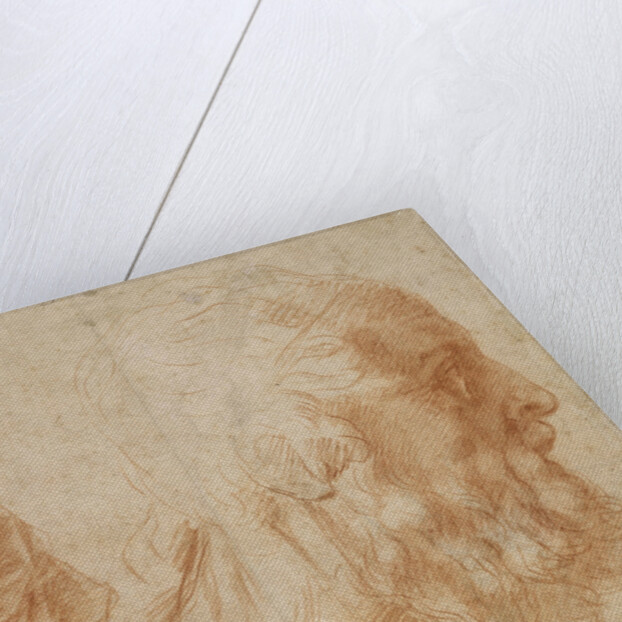 A youth and the head of an old man (Homer?). Study, ca 1521 by Andrea del Sarto