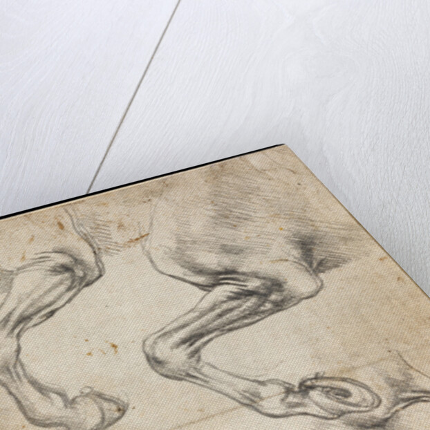 Studies of Horses Leg by Leonardo da Vinci