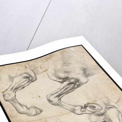 Studies of Horses Leg by Leonardo da Vinci