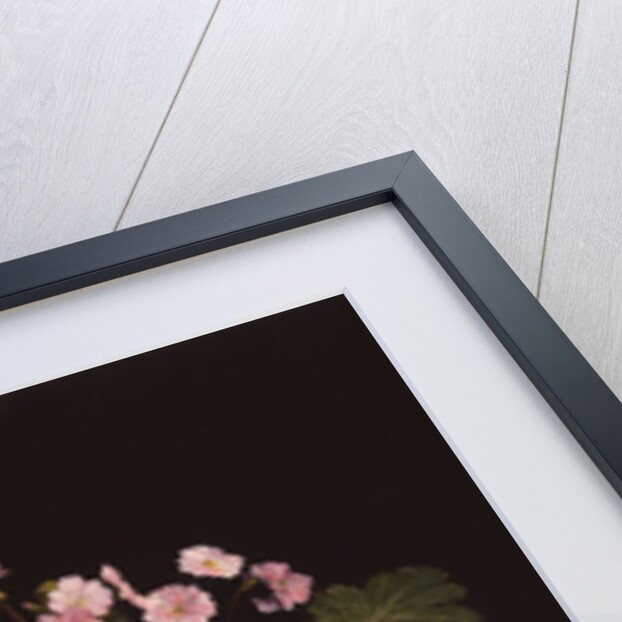 Still life with primroses and pears by Henri Fantin-Latour