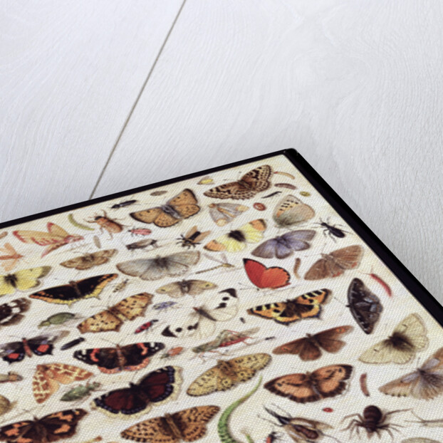 Study of butterflies and other insects by Jan van Kessel the Elder
