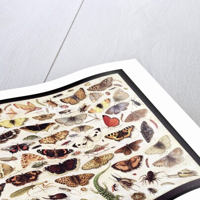 Study of butterflies and other insects by Jan van Kessel the Elder