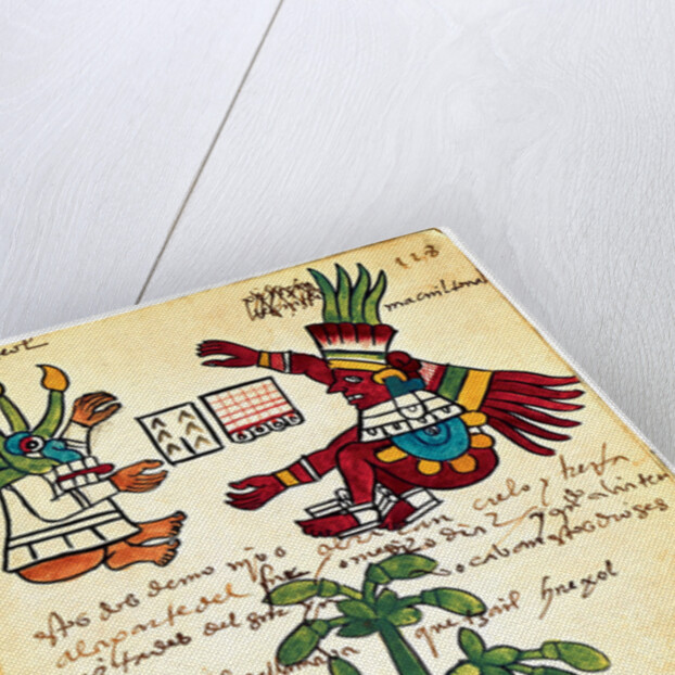 Cacao tree from the Codex Tudela, 1553 by Pre-Columbian art