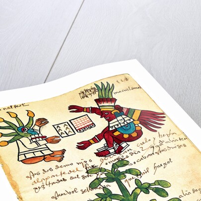 Cacao tree from the Codex Tudela, 1553 by Pre-Columbian art