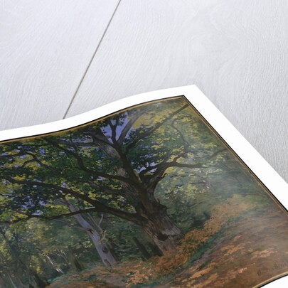 The Bodmer Oak, Fontainebleau Forest, 1865 by Claude Monet