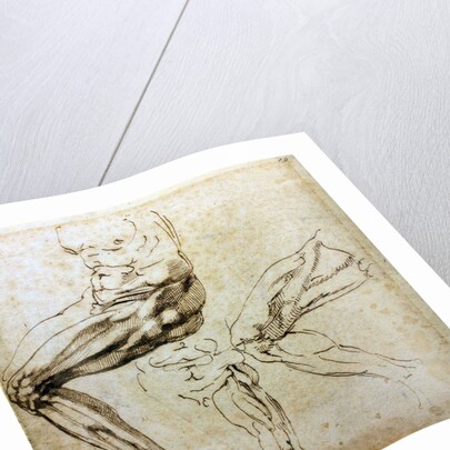 Studies of legs, 1524-1525 by Michelangelo Buonarroti