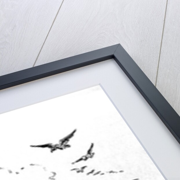 The Big Stick in the Caribbean Sea. Caricature on Theodore Roosevelt, 1904 by William Allen Rogers