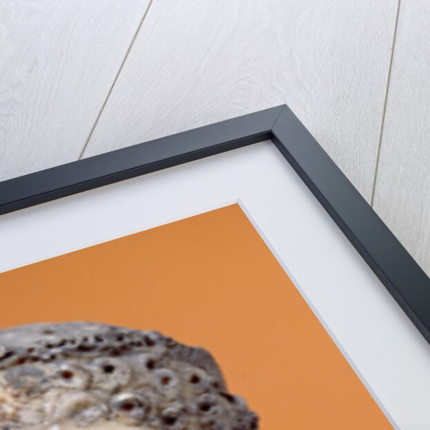 Portrait of Agrippina the Younger (Agrippina Minor) by Anonymous