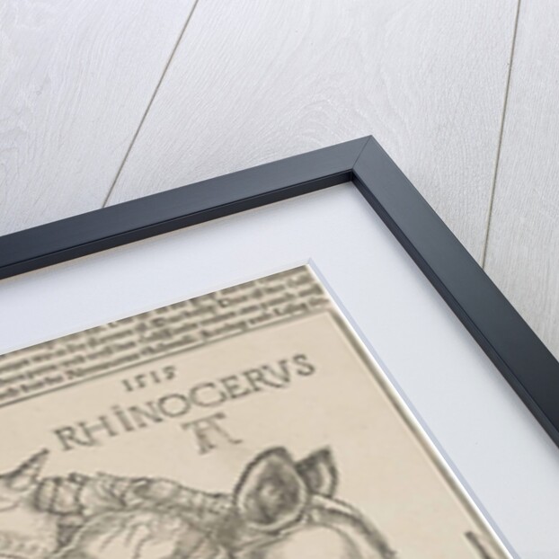 The Rhinoceros by Anonymous