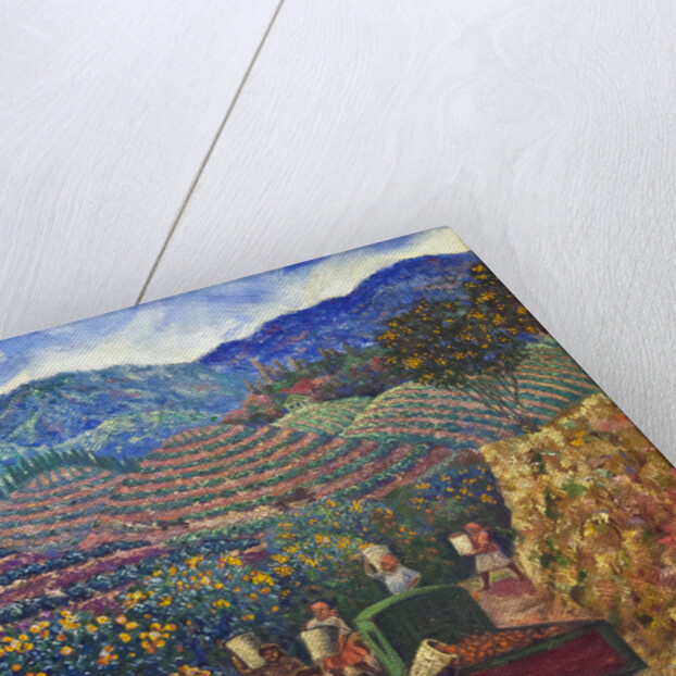 The Harvest in Chakva sovkhoz by Anonymous