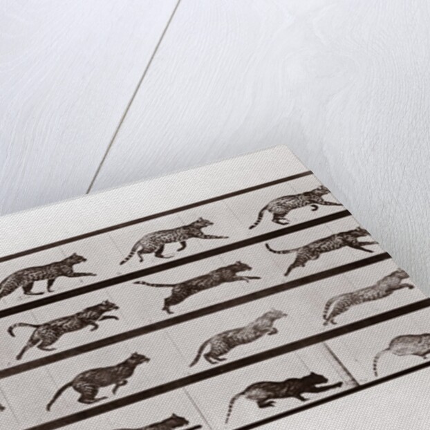 Cat Trotting and galloping, Plate 717 from Animal Locomotion, 1887 by Anonymous