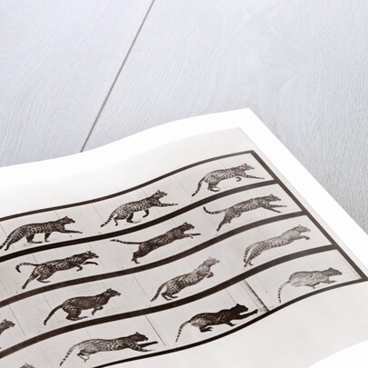 Cat Trotting and galloping, Plate 717 from Animal Locomotion, 1887 by Anonymous