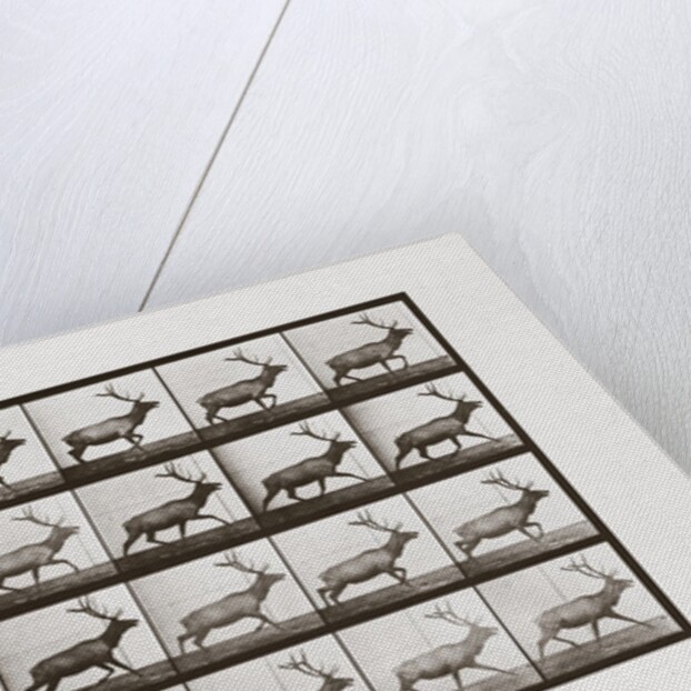 Elk, Plate 692 from Animal Locomotion, 1887 by Anonymous