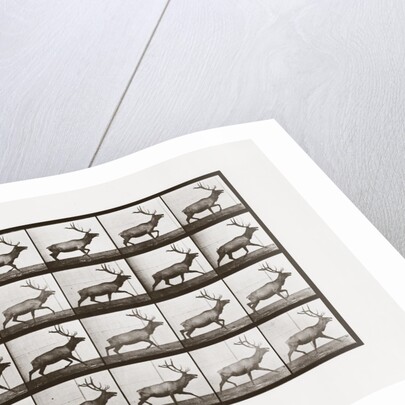 Elk, Plate 692 from Animal Locomotion, 1887 by Anonymous