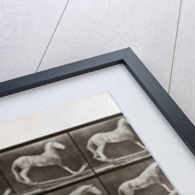 Horse on Rockers and Horse Rolling a Barrel, Plate 649 from Animal Locomotion, 1887 by Anonymous