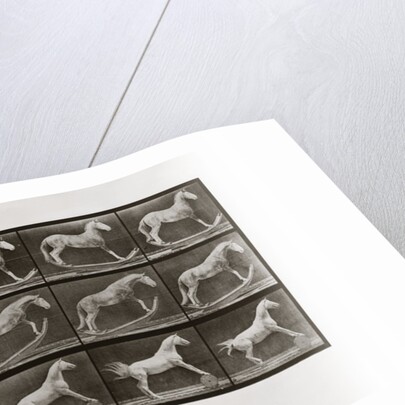 Horse on Rockers and Horse Rolling a Barrel, Plate 649 from Animal Locomotion, 1887 by Anonymous