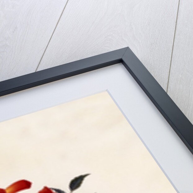 Bignonia Americana, c. 1743 by Anonymous