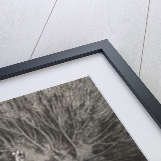 Illustration for Le Maître chat ou le chat botté by Charles Perrault by Anonymous