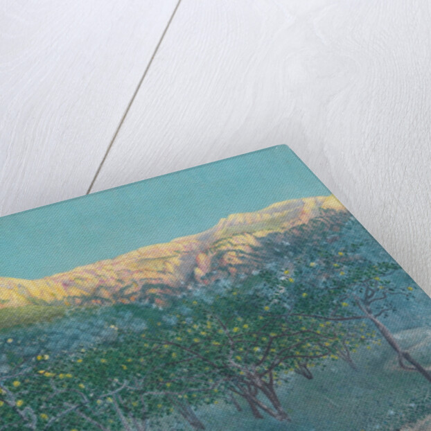 Lemon trees, Mallorca by Anonymous