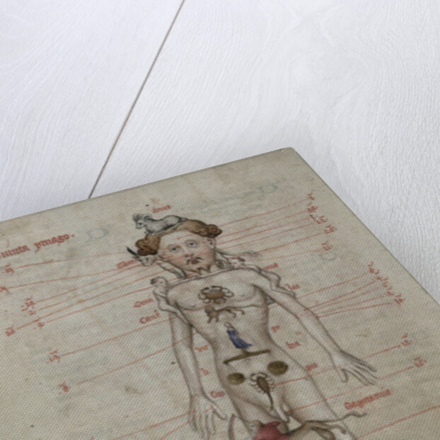 A Zodiac Man diagram showing the seasons for bloodletting by Anonymous