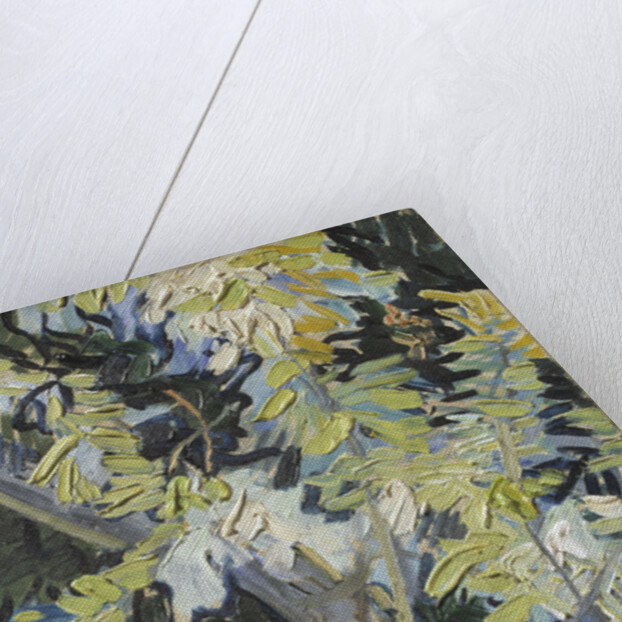 Acacia Flowering by Anonymous