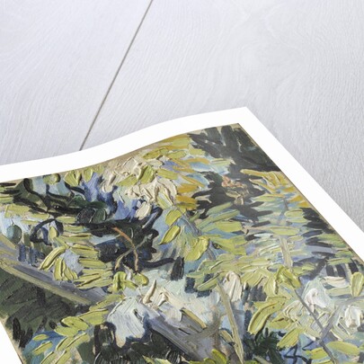 Acacia Flowering by Anonymous