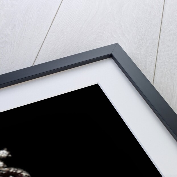 The Imperial Crown of Catherine II the Great by Anonymous