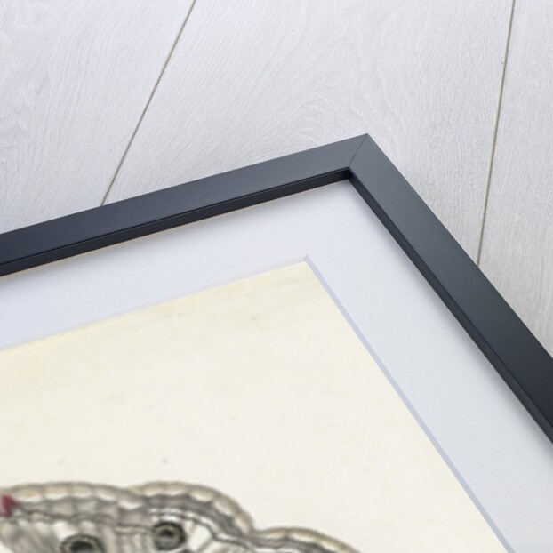 Transformation of the Night Peacock Eye, 1679 by Anonymous