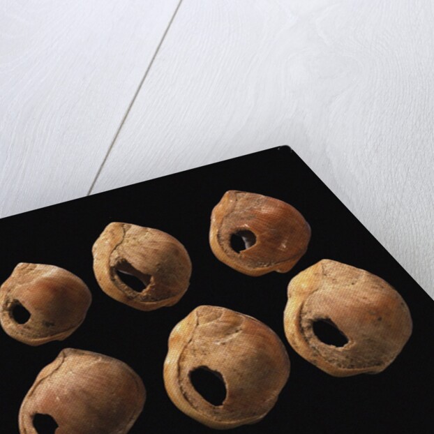 Perforated shell beads from Blombos Cave, South Africa. The oldest artifact of mankind, 70th millenn by Anonymous