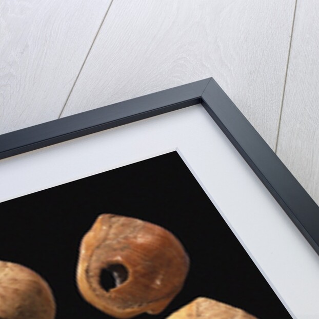 Perforated shell beads from Blombos Cave, South Africa. The oldest artifact of mankind, 70th millenn by Anonymous