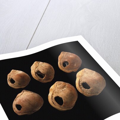 Perforated shell beads from Blombos Cave, South Africa. The oldest artifact of mankind, 70th millenn by Anonymous