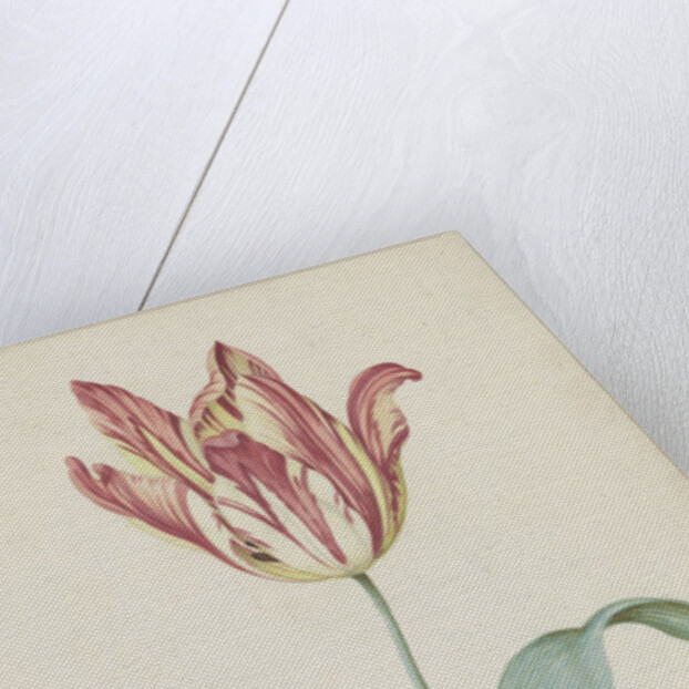 Study of a tulip (Admiral Pottebacker) and a fly, 1620-1629 by Anonymous