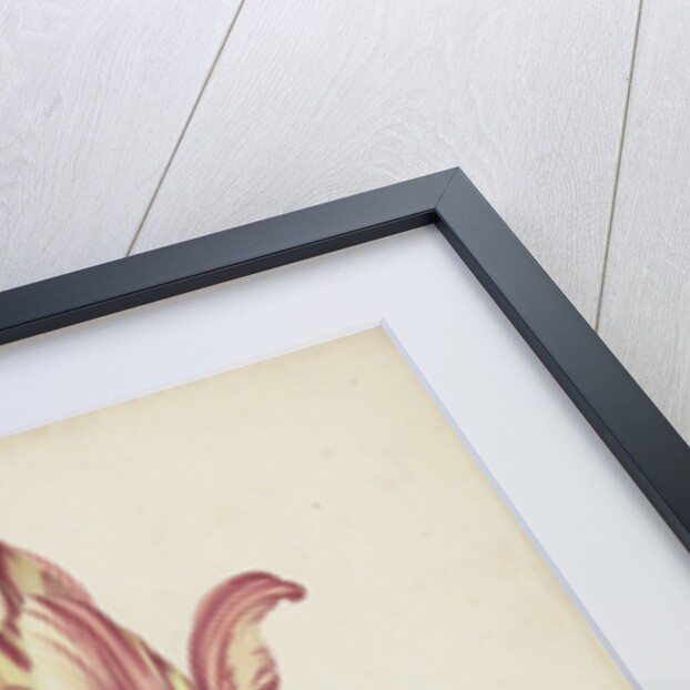 Study of a tulip (Admiral Pottebacker) and a fly, 1620-1629 by Anonymous