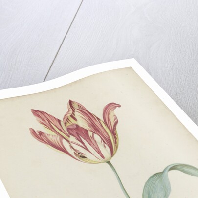 Study of a tulip (Admiral Pottebacker) and a fly, 1620-1629 by Anonymous